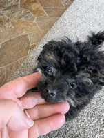 Mandy , a female Pomapoo for sale in Shipshewana, IN – Photo 7 of 10