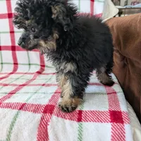 Mandy , a female Pomapoo for sale in Shipshewana, IN – Photo 4 of 10