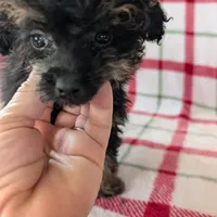 Mandy , a female Pomapoo for sale in Shipshewana, IN – Photo 2 of 10