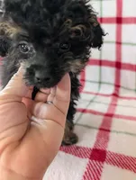 Mandy , a female Pomapoo for sale in Shipshewana, IN – Photo 2 of 10