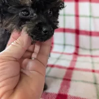 Mandy , a female Pomapoo for sale in Shipshewana, IN – Photo 1 of 10