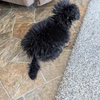 Mandy , a female Pomapoo for sale in Shipshewana, IN – Photo 6 of 10