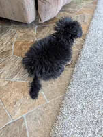 Mandy , a female Pomapoo for sale in Shipshewana, IN – Photo 6 of 10