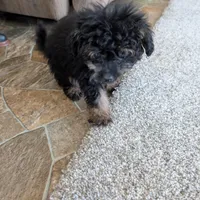 Mandy , a female Pomapoo for sale in Shipshewana, IN – Photo 5 of 10