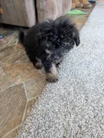 Mandy , a female Pomapoo for sale in Shipshewana, IN – Photo 5 of 10