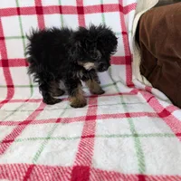 Mandy , a female Pomapoo for sale in Shipshewana, IN – Photo 10 of 10