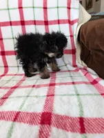 Mandy , a female Pomapoo for sale in Shipshewana, IN – Photo 10 of 10