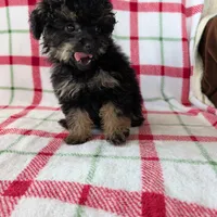 Mandy , a female Pomapoo for sale in Shipshewana, IN – Photo 9 of 10