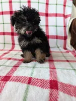 Mandy , a female Pomapoo for sale in Shipshewana, IN – Photo 9 of 10