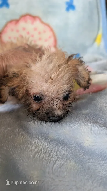 Joyce  – Pomapoo puppy for sale in Shipshewana, IN