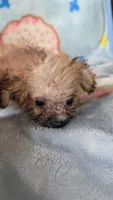 Joyce , a female Pomapoo for sale in Shipshewana, IN – 1 of 7