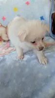 Cloe, a female Pomeranian for sale in Shipshewana, IN – 4 of 10