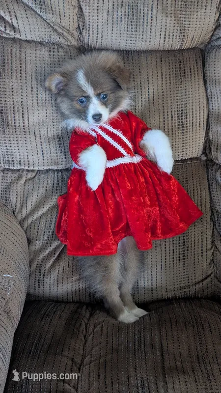Happy  – Pomeranian puppy for sale in Shipshewana, IN