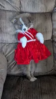 Happy , a female Pomeranian for sale in Shipshewana, IN – 8 of 10