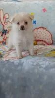 Cloe, a female Pomeranian for sale in Shipshewana, IN – 8 of 10