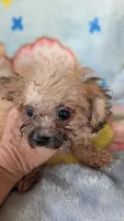Joyce , a female Pomapoo for sale in Shipshewana, IN – 7 of 7