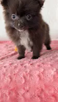 Crunchy , a female Pomeranian for sale in Shipshewana, IN – 2 of 10