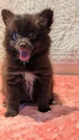 Gus, a male Pomeranian for sale in Shipshewana, IN – 6 of 10