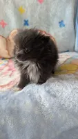 Maizie, a female Pomeranian for sale in Shipshewana, IN – 3 of 10