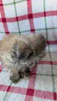 Dusty , a male Maltipoo for sale in Shipshewana, IN – 6 of 10