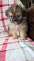 Joann, a female Pomapoo for sale in Shipshewana, IN – 4 of 10