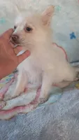 Cloe, a female Pomeranian for sale in Shipshewana, IN – 10 of 10