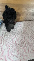 Patsie, a female Poodle - Toy  for sale in Shipshewana, IN – 8 of 10