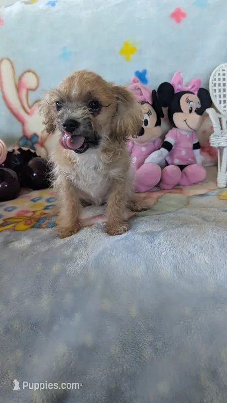 Joyce  – Pomapoo puppy for sale in Shipshewana, IN