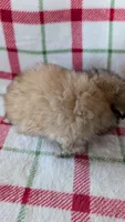 Dusty , a male Maltipoo for sale in Shipshewana, IN – 9 of 10