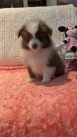 May, a male Pomeranian for sale in Shipshewana, IN – 8 of 10