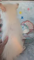 Cloe, a female Pomeranian for sale in Shipshewana, IN – 8 of 10