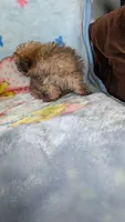 Luke , a male Pomapoo for sale in Shipshewana, IN – 3 of 10