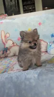 Leasel, a male Pomeranian for sale in Shipshewana, IN – 8 of 10