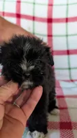 Libby , a female Maltipom for sale in Shipshewana, IN – 8 of 10