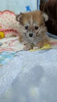 Pippi, a female Pomeranian for sale in Shipshewana, IN – 1 of 10