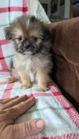 Joann, a female Pomapoo for sale in Shipshewana, IN – 8 of 10