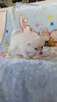 Cloe, a female Pomeranian for sale in Shipshewana, IN – 6 of 10