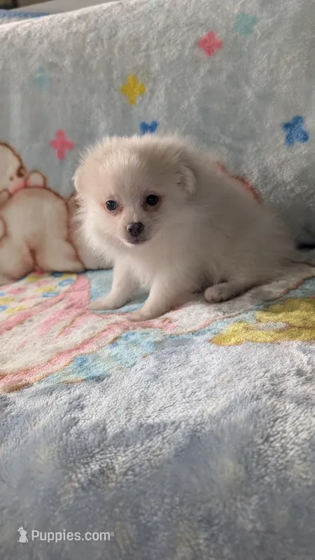Benji – Pomeranian puppy for sale in Shipshewana, IN