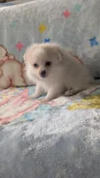 Benji, a male Pomeranian for sale in Shipshewana, IN – 1 of 10