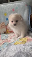 Benji, a male Pomeranian for sale in Shipshewana, IN – 6 of 10