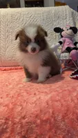 May, a male Pomeranian for sale in Shipshewana, IN – 2 of 10