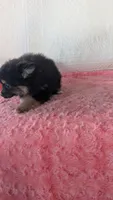 Bo- bo, a female Pomeranian for sale in Shipshewana, IN – 2 of 10