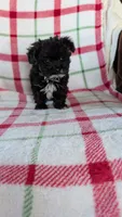 Lorrie , a female Maltipom for sale in Shipshewana, IN – 7 of 10