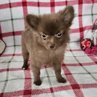 Rachel, a female Pomeranian for sale in Shipshewana, IN – Photo 2 of 3