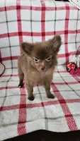 Rachel, a female Pomeranian for sale in Shipshewana, IN – Photo 2 of 3