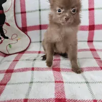 Rachel, a female Pomeranian for sale in Shipshewana, IN – Photo 3 of 3