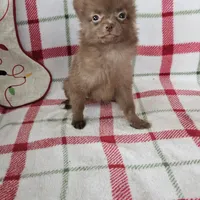 Rachel, a female Pomeranian for sale in Shipshewana, IN – Photo 1 of 3