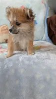 Pippi, a female Pomeranian for sale in Shipshewana, IN – 7 of 10