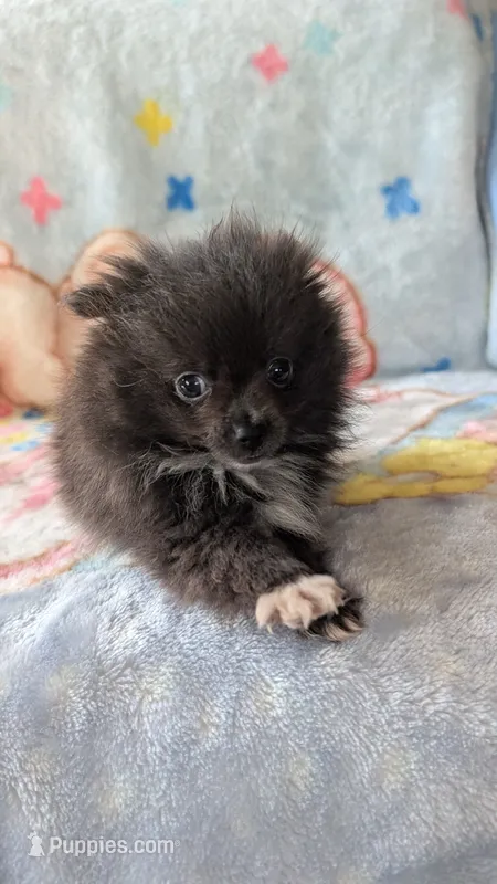 Maizie – Pomeranian puppy for sale in Shipshewana, IN