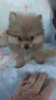 Leasel, a male Pomeranian for sale in Shipshewana, IN – 2 of 10